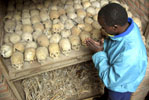 Man Wanted for Genocide in Rwanda to Face Justice